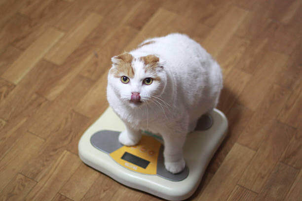  chat obèse