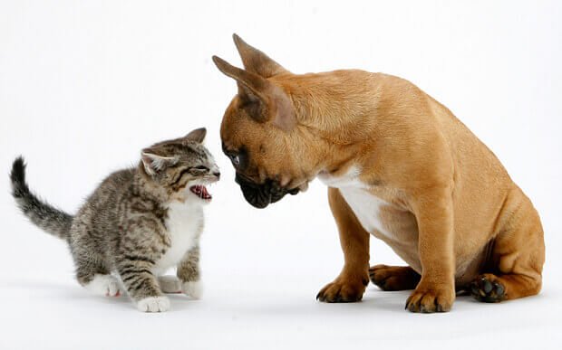 rencontre entre chien et chat