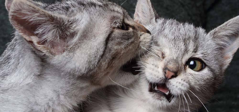 Deux chat à la maison 