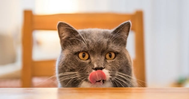 Vivre Avec Un Chat En Insuffisance Renale Chronique Mes Compagnons