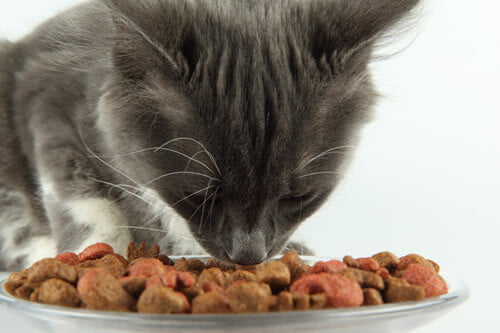 Vivre Avec Un Chat En Insuffisance Renale Chronique Mes Compagnons