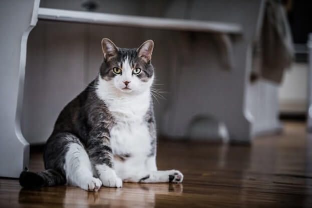 Chat obèse - Cancer de chat -