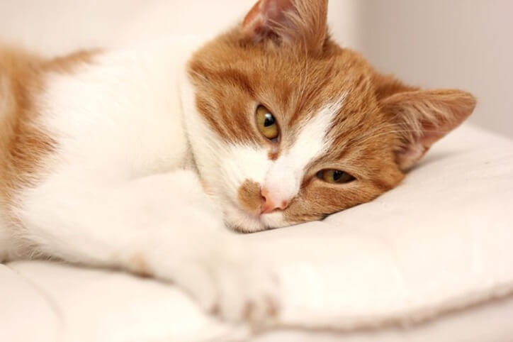 10 Signes de cancer de chat que tout propriétaire devrait connaître