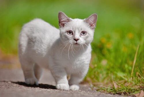 Chat qui reste petit  - Anomalies génétiques inhabituelles chez les chats -