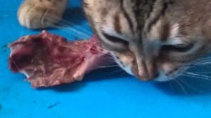 Mon chat peut-il manger de la viande ou du poisson cru?