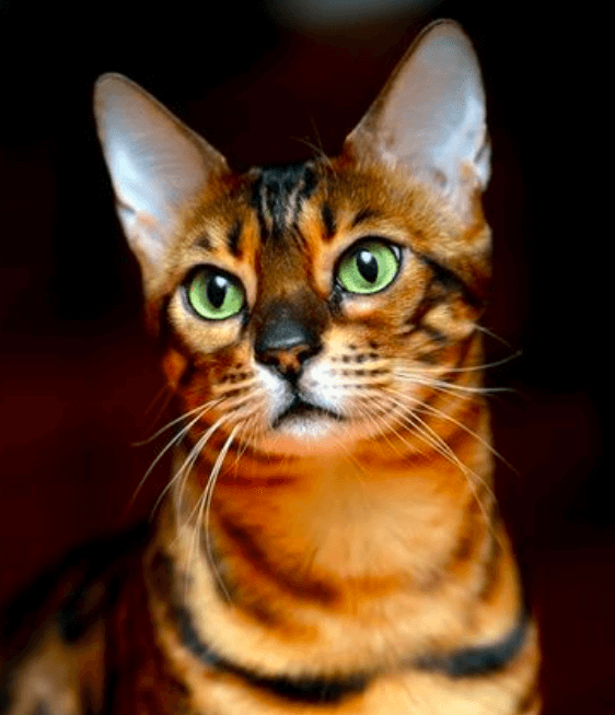 Toyger Le Chat Tigre Mes Compagnons Toyger