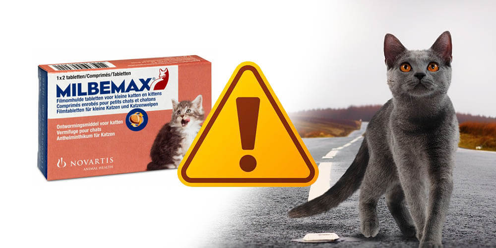 Milbemax Pour Chat Vermifuge Pour Chats Adultes Mes Compagnons