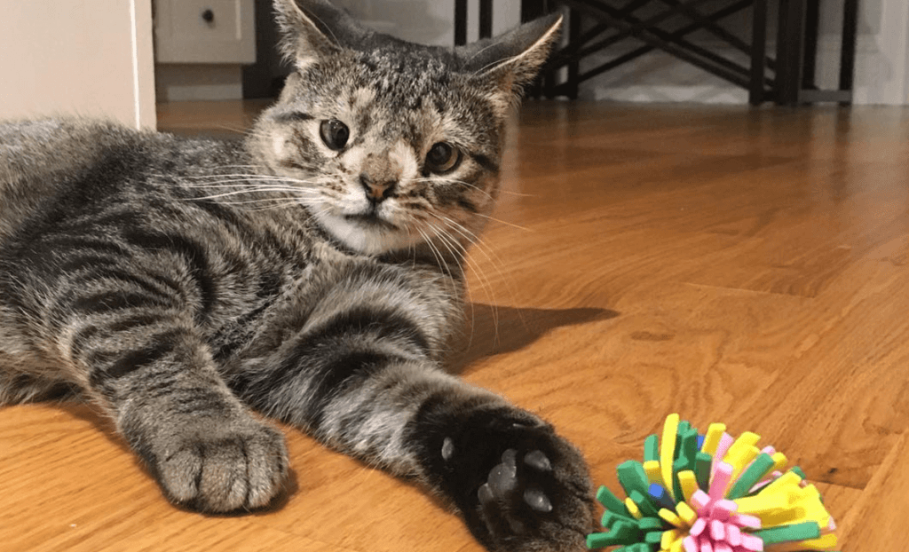 Que faire si votre chat est diagnostiqué trisomique?