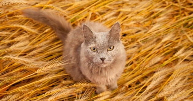 Comment Choisir Les Croquettes Sans Cereales Chat Trucs Et Astuces Mes Compagnons