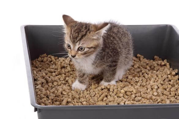 Quand vous allez savoir que la litière agglomérante est la bonne pour votre chat  ?